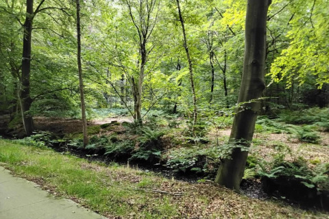 Waldlandschaft mit Farnen und Bäumen bei Recreation Park Idskenhuizen 11 in den Niederlanden.