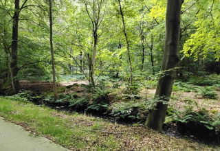 Waldlandschaft mit Farnen und Bäumen bei Recreation Park Idskenhuizen 11 in den Niederlanden.