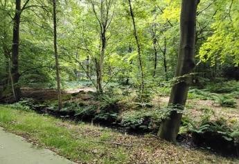 Bosque verde con helechos y árboles en Recreation Park Idskenhuizen 11 en los Países Bajos.