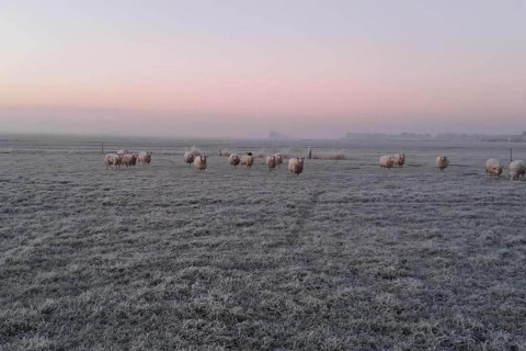 Får græsser på en frostklar mark ved solopgang i Idskenhuizen, Holland, nær Recreation Park.