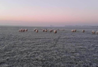 Pecore al pascolo su un campo gelato all’alba vicino a Recreation Park a Idskenhuizen, Paesi Bassi.