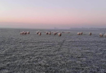 Ovejas pastando en un campo helado al amanecer en Idskenhuizen, Países Bajos, cerca del parque recreativo.