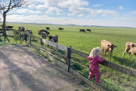 Kleines Mädchen in rosa Kleidung betrachtet Kühe hinter einem Zaun auf einer Wiese in Idskenhuizen, Niederlande.