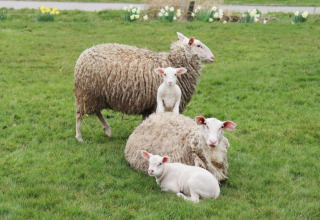 Vier Schafe, zwei Erwachsene und zwei Lämmer, im Gras von Recreation Park Idskenhuizen, Niederlande.