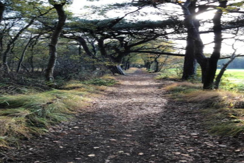 Ein malerischer Waldweg im Recreation Park Idskenhuizen 11 in den Niederlanden bei Sonnenlicht.