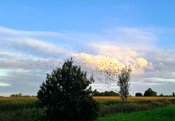 Udsigt over marker og træer ved Chalet «Imke» i Holland med flok fugle, der flyver under blå himmel.