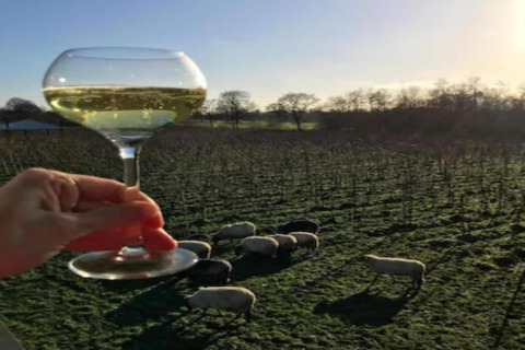 Un bicchiere di vino tenuto davanti a un pascolo di pecore al tramonto, visto da un alloggio glamping.