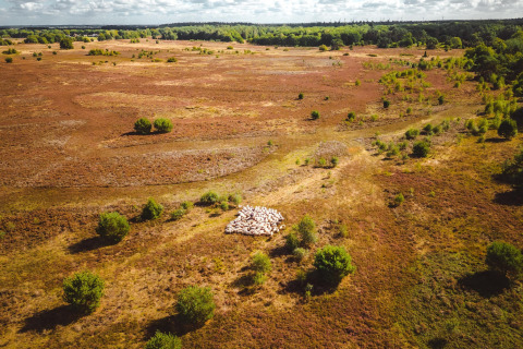 Luftfoto af et naturskønt glampingområde med en fåreflok og spredte grønne buske i det åbne landskab.