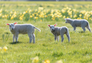 Tre lam græsser på en grøn mark med gule blomster i baggrunden ved Holiday Park Hunzedal, Nederlandene.