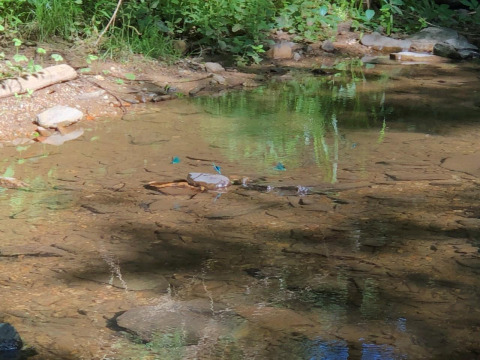 A sunlit stream with blue dragonflies at Campsite Moulin de Chaules, Auvergne-Rhône-Alpes, France.