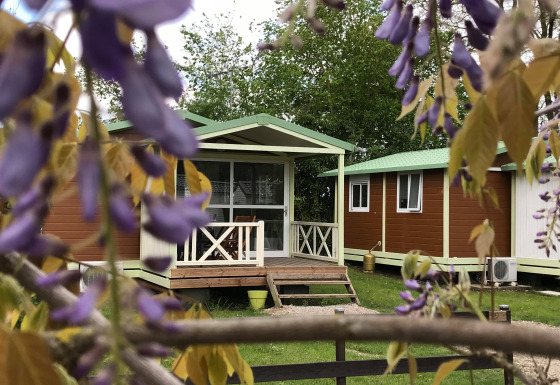 Green Chalet: Wooden chalets with green roofs and porch, viewed through purple flowers in spring