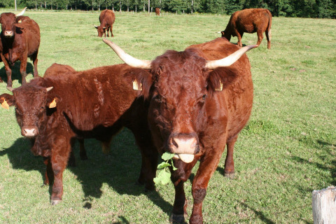 Brown cows grazing on a sunny green field at Campsite Moulin de Chaules in Auvergne-Rhône-Alpes, France.
