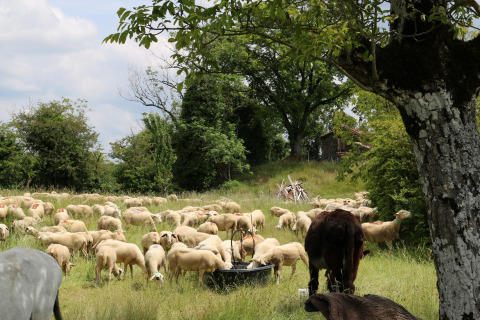 A flock of sheep and some cows grazing peacefully on a meadow near Saint Constant, Auvergne-Rhône-Alpes, France.