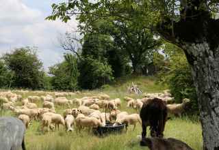 A flock of sheep and some cows grazing peacefully on a meadow near Saint Constant, Auvergne-Rhône-Alpes, France.