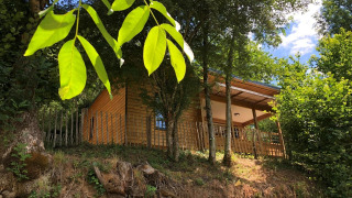 Chalet en bois sur une colline entouré d’arbres verdoyants, grandes feuilles au premier plan et ciel bleu.