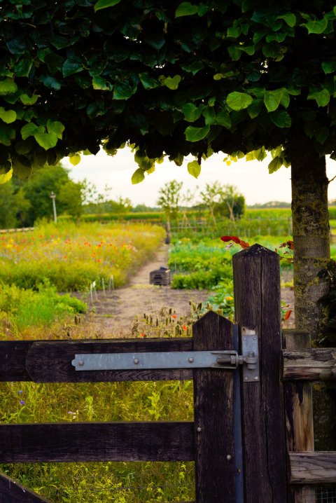Holztor öffnet sich zum bunten Feld einer Glamping-Unterkunft, mit Weg und grüner Vegetation davor.