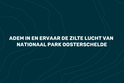 Atmen Sie ein und erleben Sie die salzige Luft des Nationalparks Oosterschelde bei Villa Oesterdam Glamping