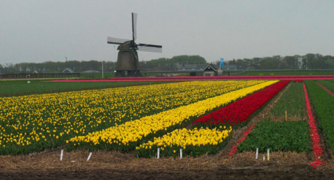 Yellow and red tulip fields with a classic windmill at Safari tent Campsite de Boerenzwaluw in the Netherlands.