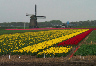 Yellow and red tulip fields with a classic windmill at Safari tent Campsite de Boerenzwaluw in the Netherlands.