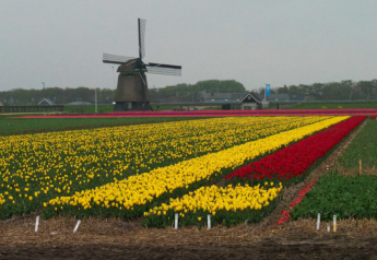 Yellow and red tulip fields with a classic windmill at Safari tent Campsite de Boerenzwaluw in the Netherlands.