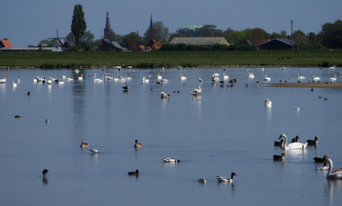 Blick auf einen See mit vielen Vögeln beim Safarizelt auf Campingplatz de Boerenzwaluw in den Niederlanden.