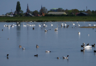 Vista de un lago con muchas aves junto a una tienda safari en el camping de Boerenzwaluw, Países Bajos.
