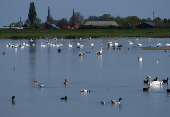 View of a lake with many birds near a safari tent at Campsite de Boerenzwaluw in the Netherlands.