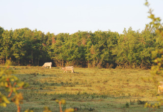 Cows grazing peacefully on a field near a forest in the surroundings of St Antonin Noble Val, Occitanie, France.