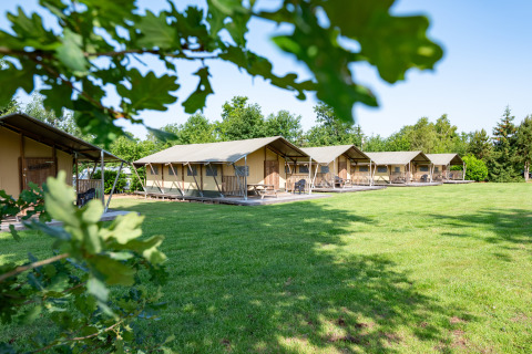 Rangée de tentes safari Woodlodge sur pelouse verte avec arbres en arrière-plan, vue à travers les feuilles.