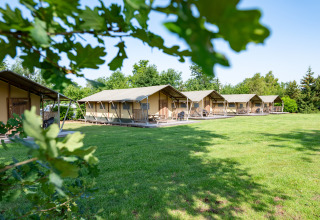 Rangée de tentes safari Woodlodge sur pelouse verte avec arbres en arrière-plan, vue à travers les feuilles.