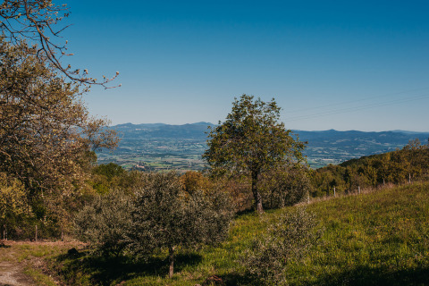 View of the Tuscan countryside from Lucherino Campsite, featuring rolling hills and lush green trees.