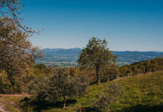 Vue sur la campagne toscane depuis le camping Lucherino, avec collines douces et arbres verdoyants.