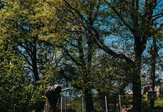 Trampoline and trees at Campsite Lucherino, a holiday park in Tuscany, Italy, on a bright sunny day.