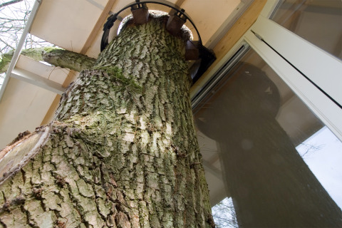 Tronco de un gran árbol que atraviesa una casa del árbol moderna, visto desde abajo con puerta de vidrio.