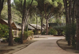 Pathway lined with trees and tents at Wecamp L'Escala Punta Mila, a holiday park in Catalonia, Spain.