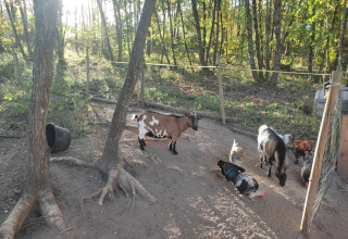 Sunny woodland enclosure with goats, chickens, and a rooster at Pagel campsite, holiday park in Occitanie, France.