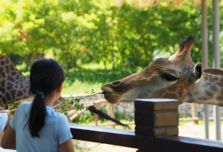 To børn fodrer en giraf med grene i en zoologisk have ved et glamping-feriested med grøn baggrund.