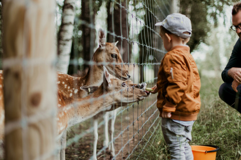 Een kind voert herten door een hek met hulp van een volwassene bij een glamping-vakantiepark.