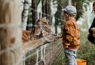 Een kind voert herten door een hek met hulp van een volwassene bij een glamping-vakantiepark.