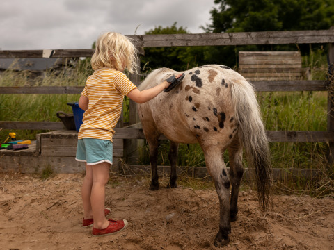 Un bambino spazzola un pony maculato in un recinto presso un parco vacanze con alloggi glamping.