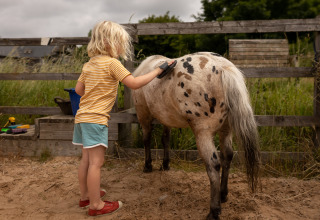 A child brushes a spotted pony in a fenced yard at a holiday park offering glamping accommodations.
