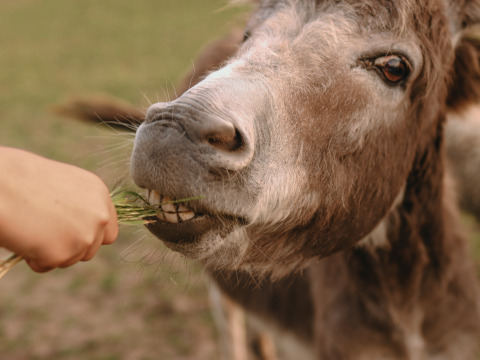 A hand feeds a donkey fresh grass at BoerenBed Ferme la Contrée des Minis holiday park in Grand Est, France.