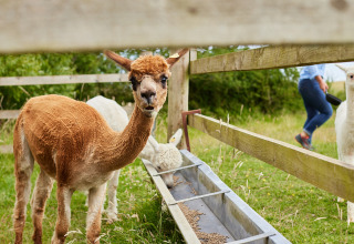 An alpaca and sheep feed from a trough at BoerenBed Ferme la Contrée des Minis holiday park in Grand Est, France.