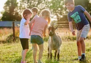 Children interact with a goat in a sunny field at a holiday park offering family-friendly glamping stays.