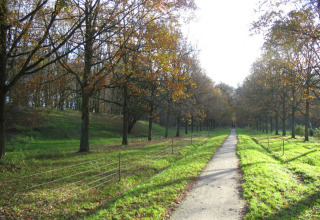 Sentiero illuminato dal sole tra alberi verdi vicino a Midwolda, Groningen, Paesi Bassi, in una giornata serena.