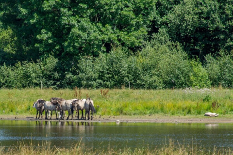 A group of wild horses stands by a lakeshore, with lush green trees near Midwolda, Groningen, Netherlands.