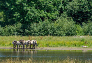 A group of wild horses stands by a lakeshore, with lush green trees near Midwolda, Groningen, Netherlands.