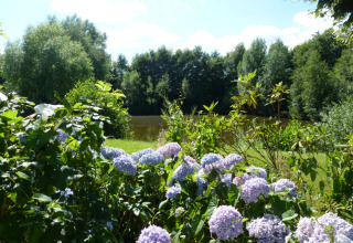 Lovely hydrangea flowers bloom by a pond surrounded by trees near Midwolda, Groningen, Netherlands.