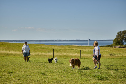 People walk dogs on a grassy field with ocean views near Tranekaer, Southern Denmark, on a sunny day.