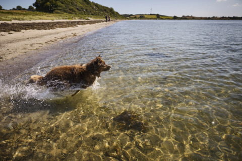Un cane marrone corre nell’acqua limpida sulla spiaggia vicino a Tranekaer, nel sud della Danimarca.